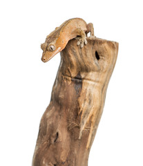 Crested gecko on the top of a branch, isolated on white