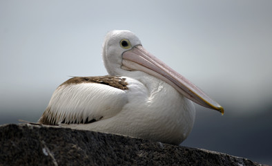 Pelican