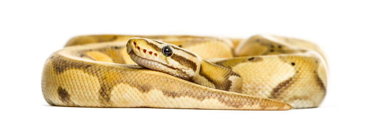 Firefly python, isolated on white