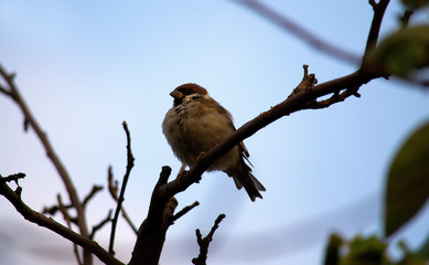 Bird