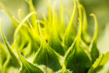 Head details of a green young undisclosed sunflower close-up. Vorsinki on the stem, macro shot. The stems stretch towards the sun.