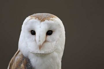 Barn Owl