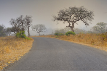 Track through Natal sand forest, Mkuze, Zululand, Kwazulu Natal 