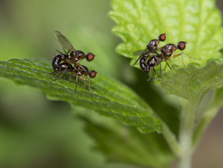 Small wild fly on the grass.Lauxaniidae.
