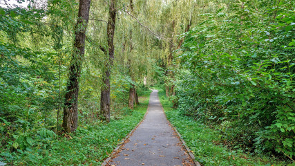 Obraz premium Path in the forest or park. Tree alley