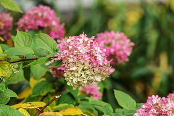 hydrangeas in an autumn garden
