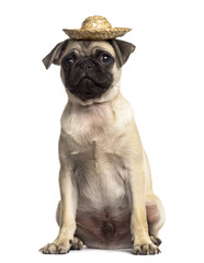 Pug sitting with a hat, isolated on white