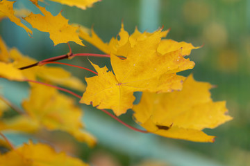 yellow maple leaves