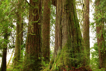 a picture of an pacific Northwest rainforest with conifer trees