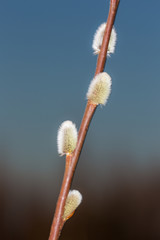 branch of willow with buds