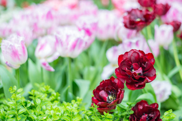 Fresh red and white tulip flowers in park with bokeh in background, Spring and summer concept.