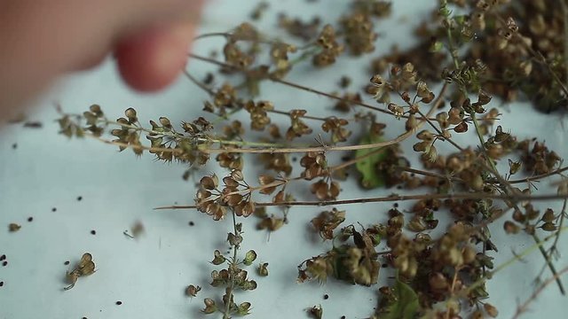 tulasi seeds