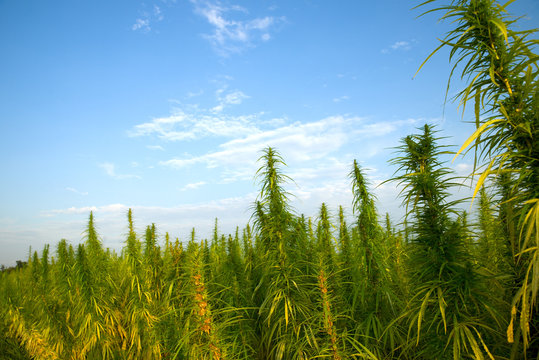Cannabispflanzen unter freiem Himmel