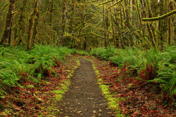 Fototapeta na wymiar a picture of an Pacific Northwest rainforest trail