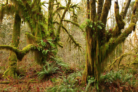 a picture of an Pacific Northwest rainforest