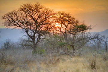 Naklejka na ściany i meble SUNSET OVER NATAL SAND FOREST , Mkuze, Kwazulu Natal, South Africa