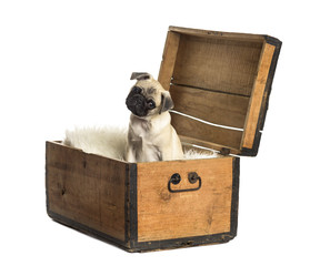Pug sitting in a wooden chest, isolated on white