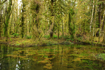 a picture of an Pacific Northwest rainforest and pond