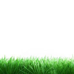 Fototapeta na wymiar Gras freigestellt auf weiß in Quadrat Format