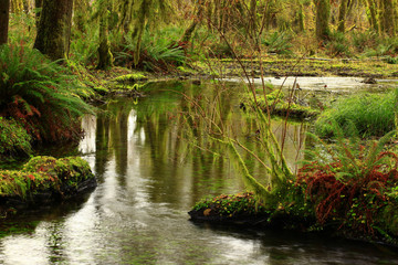 Obraz premium a picture of an Pacific Northwest rainforest pond