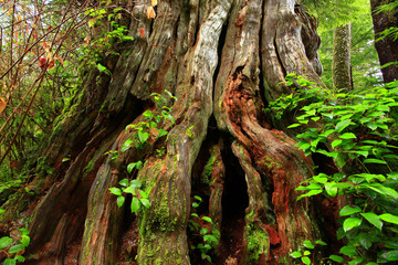 a picture of an Pacific Northwest old growth Western red cedar tree