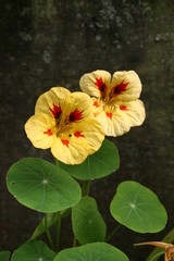 Kapuzinerkresse/ Tropaeolum