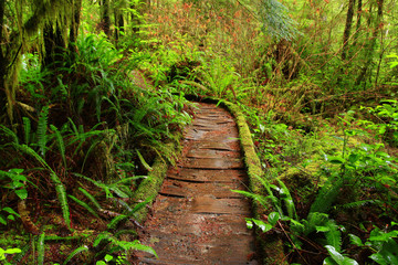 Fototapeta na wymiar a picture of an Pacific Northwest rainforest trail