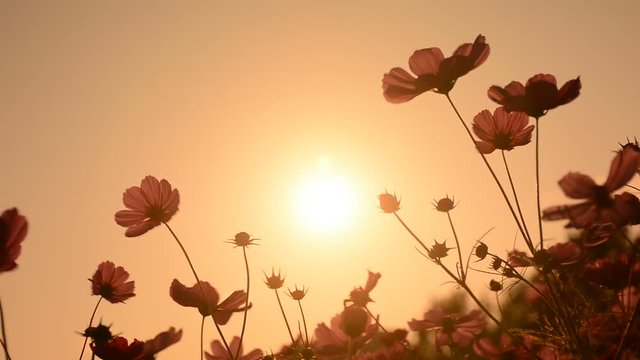コスモス　夕日

