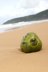 Fototapeta na wymiar Fresh coconut from palm on a sandy beach. Tropical fruit landscape.