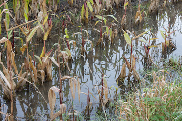 Überschwemmung auf einem Maisfeld