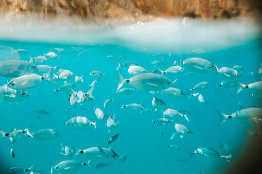Fische unterwasser