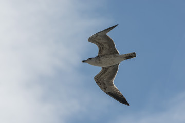 Seagull flyng.