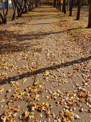 Опавшая листва