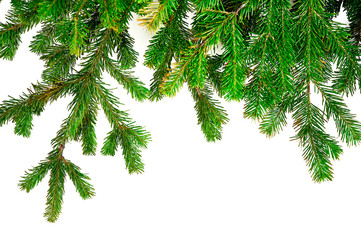 Obraz premium Christmas background with green fir tree branches isolated on white background.