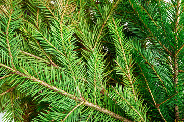 Christmas background with green fir tree branches isolated on white background.