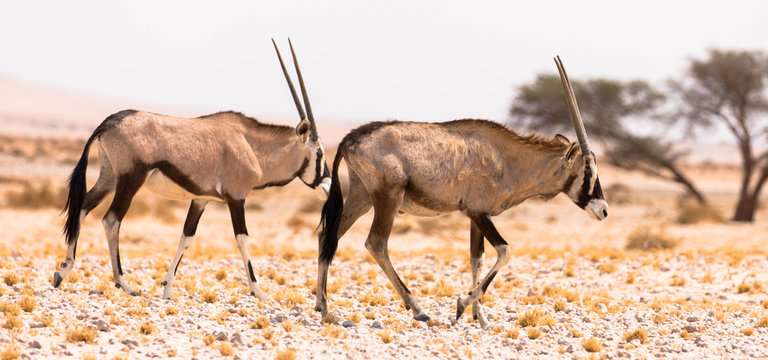 Oryxantilopen, Namibia