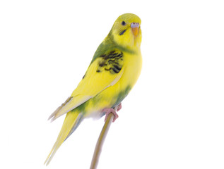  budgie