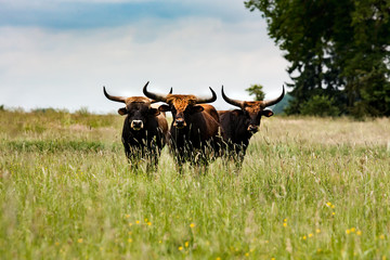 Shy Horns