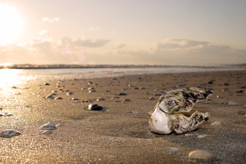 Obraz premium shell on sunrise at Adriatic Sea 