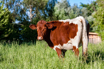 Pinzgau Cattle