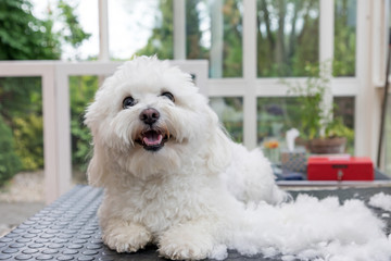 Smiling white Bolognese dog is lying on the grooming table next to the pile of hairs. The dog is looking at the camera. 