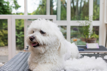 Cute white Bolognese dog is lying on the grooming table next to the pile of hairs. The dog is looking at the side.