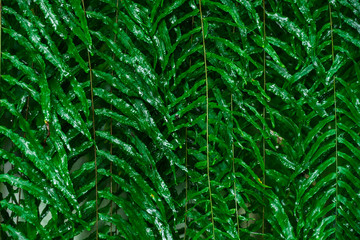 leaves background,foliage abstract pattern,forest leaves wallpaper,garden decorative,fern background.