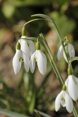 Fototapeta premium Blooming snowdrop flowers in a green grass