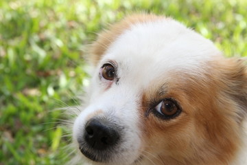 street dog abandoned victim of animal abuse