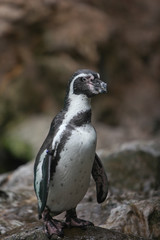 penguin