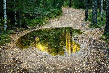 old soil road with puddle in the forest