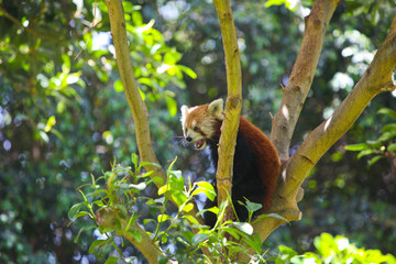 red panda on tree