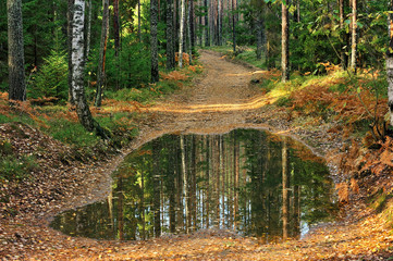 old soil road with puddle in the forest