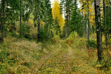 Obraz premium old soil road in the forest